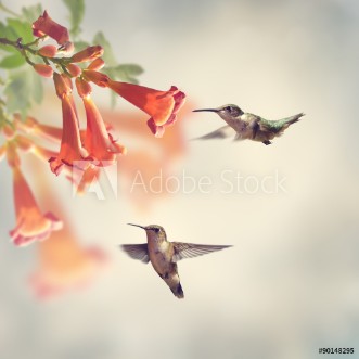 Picture of Ruby Throated Hummingbirds